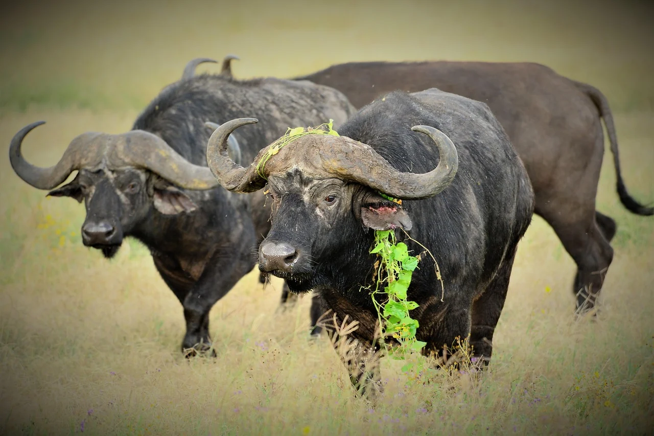 African buffalo grazing in open grassland