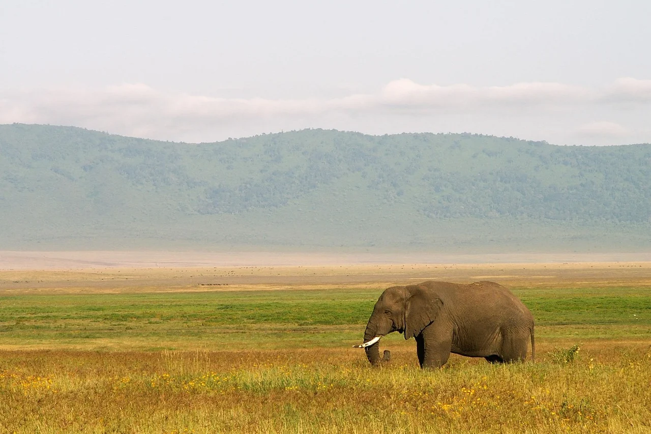 Elephant walking across the open floor of Ngorongoro Crater