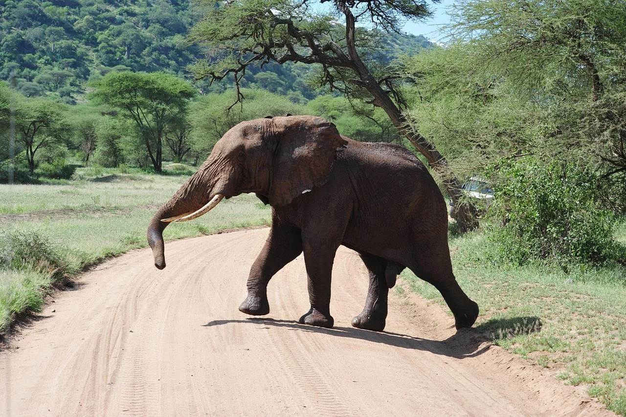 Elephant crossing a safari road in northern Tanzania