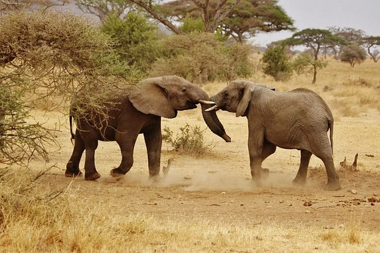 Two young elephants playing in dry savannah