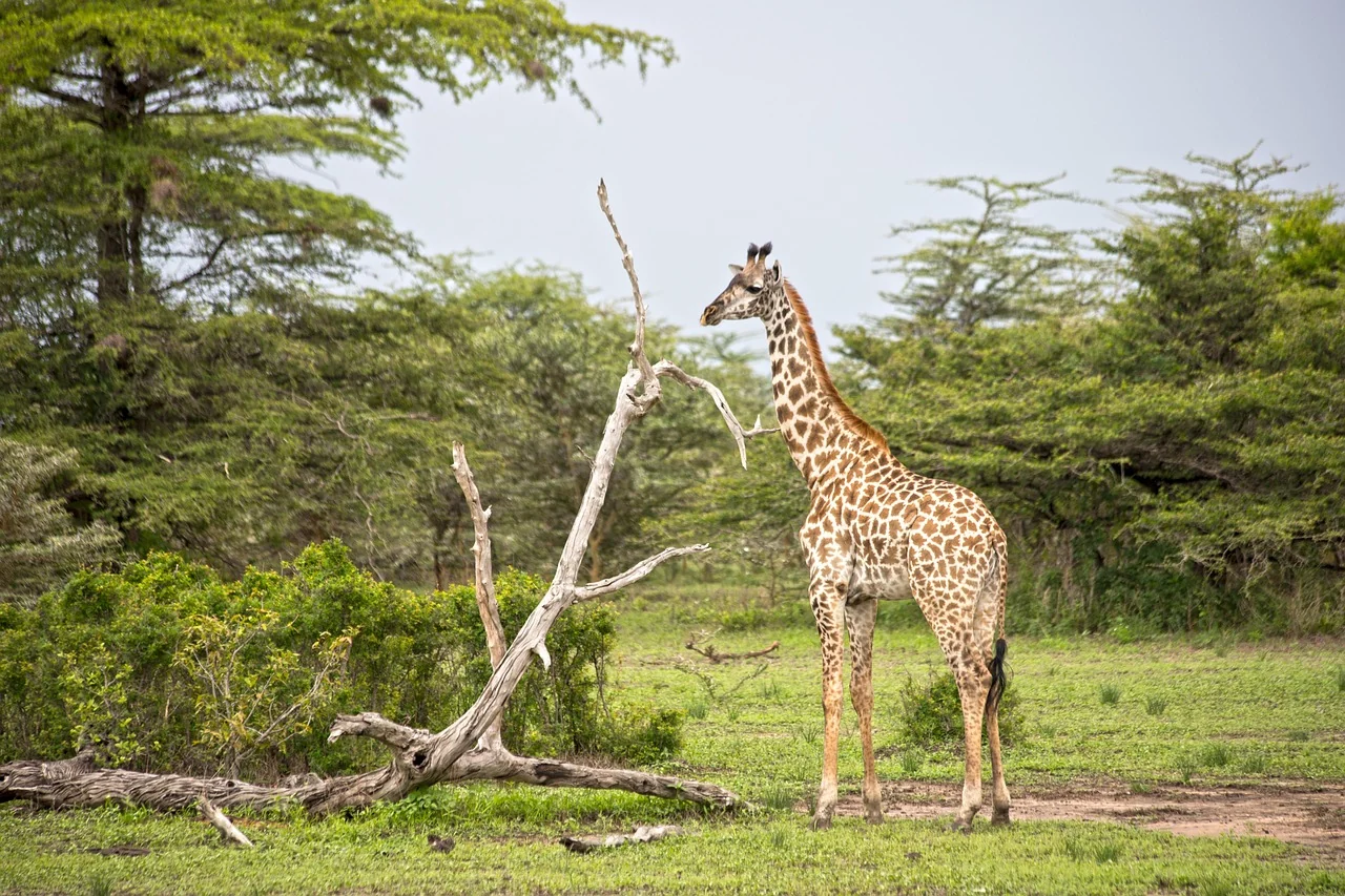 Giraffe standing among acacia trees in northern Tanzania