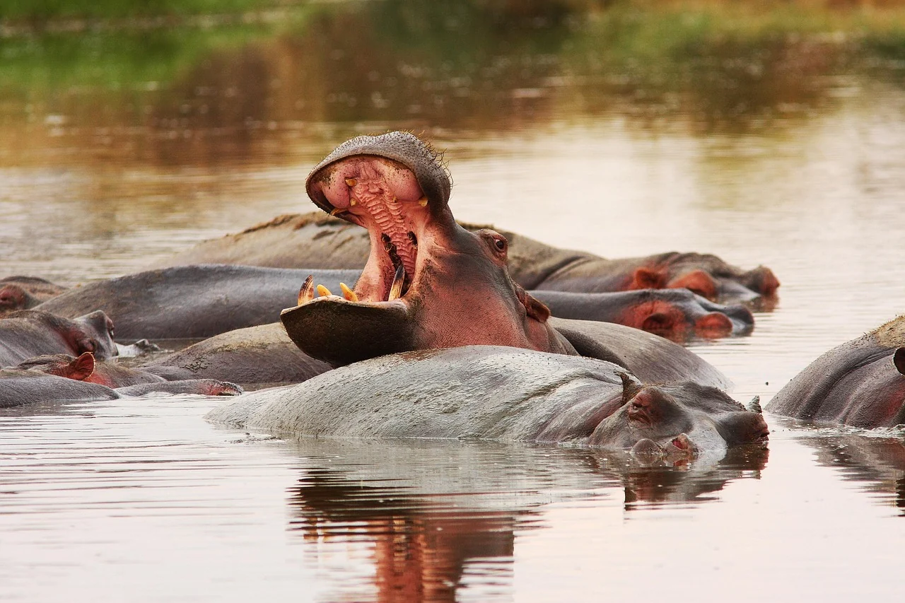 Hippos resting together in a Tanzania river pool