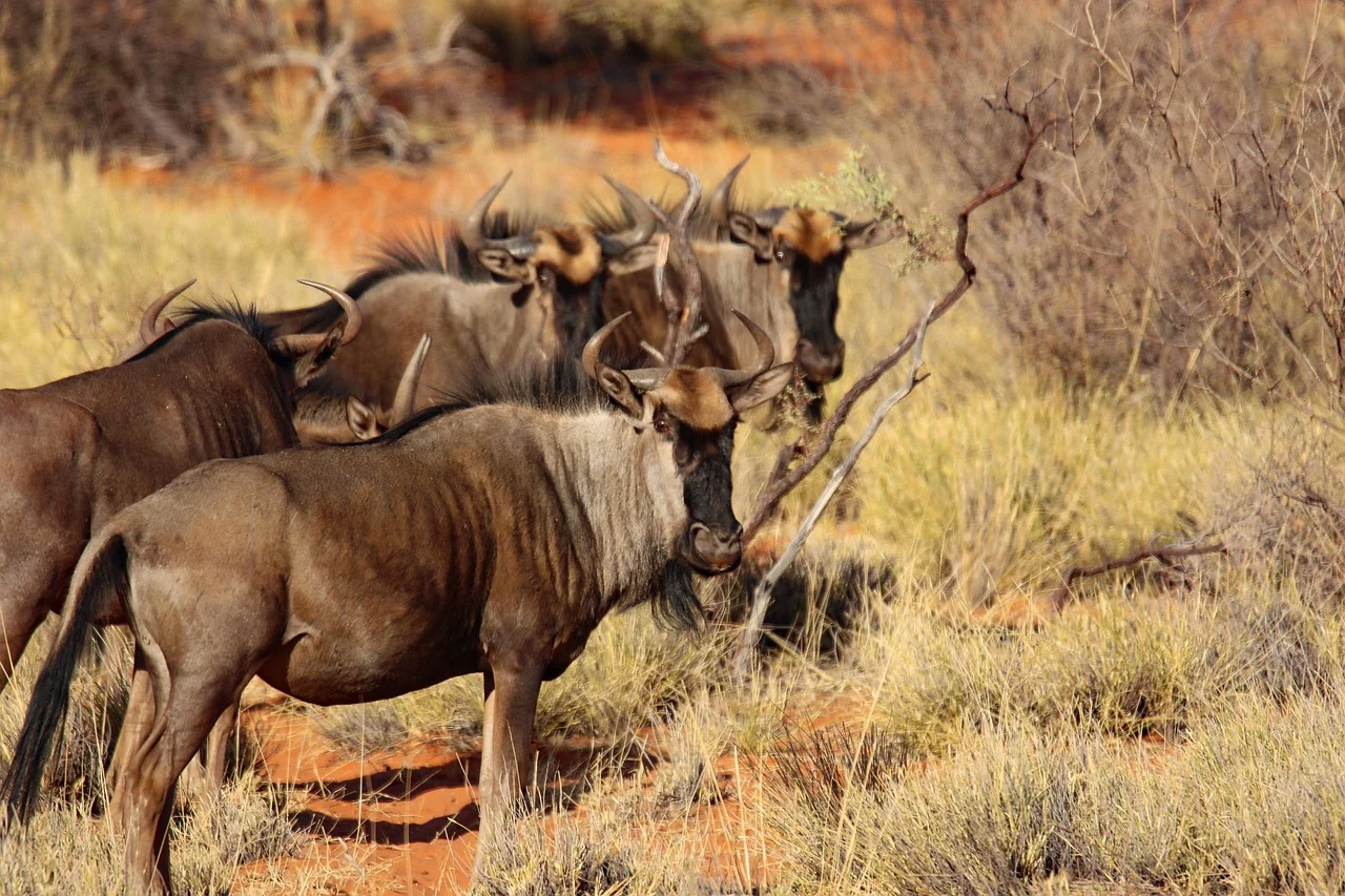 Wildebeest herd standing in dry Tanzania bush