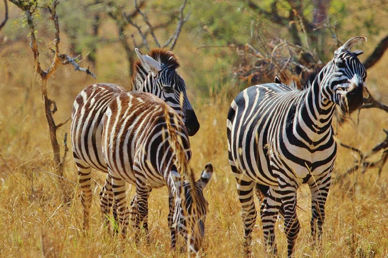 A group of zebras standing in dry Tanzania woodland